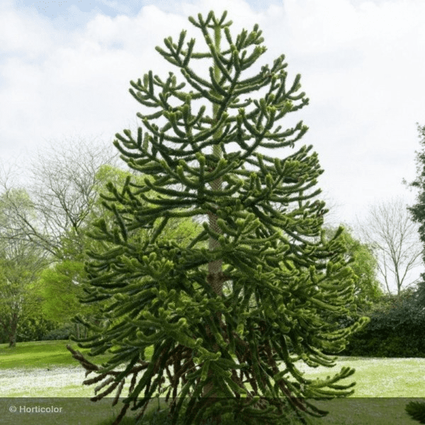 Des images de diff�rentes plantes